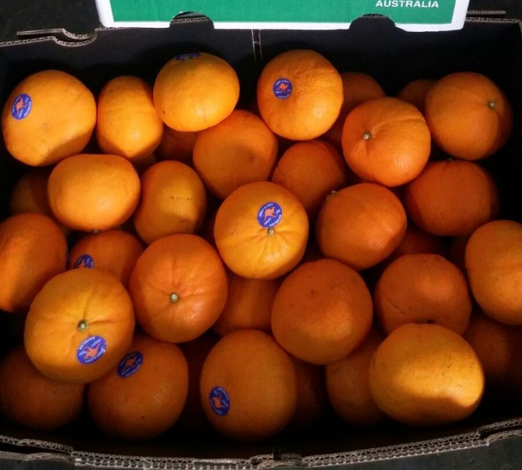 Jeruk Honey Murcot 1 Kg