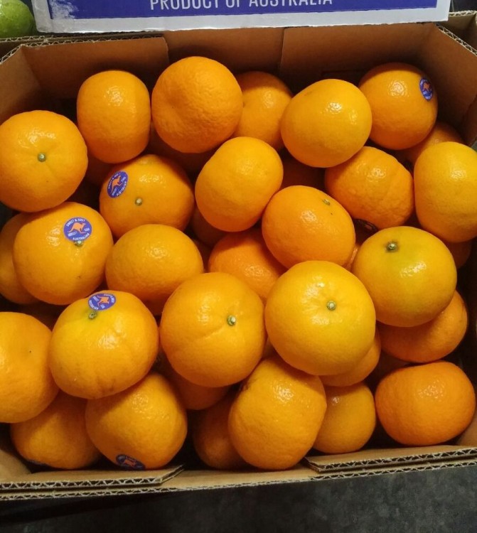 Jeruk Honey Murcot 1 Kg