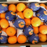 Jeruk Honey Murcot 1 Kg